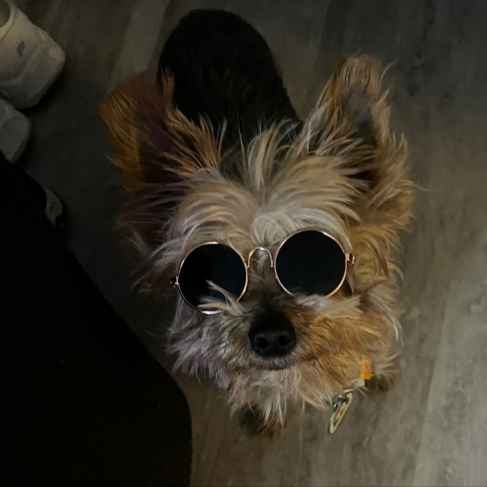 NEW Pet Sunglasses Cat 🐈 😻 Dog 🐕 L👀K